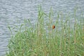 RED BISHOP BIRD IN REEDS Royalty Free Stock Photo