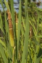 Green reeds in the swamp