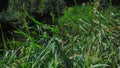 Green reeds sway in the wind and confer with summer sunlight.