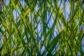 Green reeds Royalty Free Stock Photo