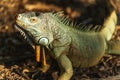 Green reptile iguana basking in sun on forest ground Royalty Free Stock Photo