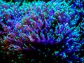 Green rhodactis in a reef tank macro close up soft coral