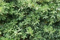 Green rhododendron leaves background