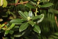 Green rhododendron with new bud Royalty Free Stock Photo