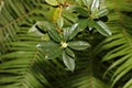 Green rhododendron with new bud Royalty Free Stock Photo