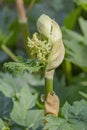 Rhubarb. Genus of herbaceous plants of the family Polygonaceae Royalty Free Stock Photo