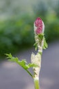 Rhubarb. Genus of herbaceous plants of the family Polygonaceae Royalty Free Stock Photo