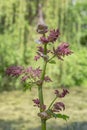Rhubarb. Genus of herbaceous plants of the family Polygonaceae Royalty Free Stock Photo
