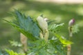 Rhubarb. Genus of herbaceous plants of the family Polygonaceae Royalty Free Stock Photo