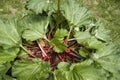 Green rhubarb plant with red stalks Royalty Free Stock Photo