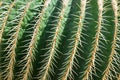 Green ribbed cactus with long yellow spikes