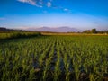 green rice with the background of mount wilis Royalty Free Stock Photo