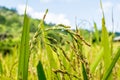 Green rice Beautiful in the field