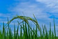 Green rice with the blue sky Royalty Free Stock Photo