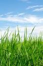 Green rice blue sky Royalty Free Stock Photo