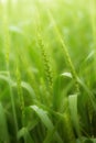 Green rice bouquet green twigs nature view of natural green abstract leaf plants