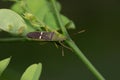 Green rice-ear bug, Leptocorisa oratoria Royalty Free Stock Photo