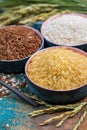 Green rice ears from Camargue rice fields in France and valiety