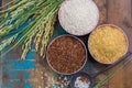 Green rice ears from Camargue rice fields in France and valiety