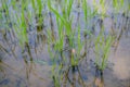 Green rice farm with eggs snail Royalty Free Stock Photo