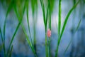 Green rice farm with eggs snail Royalty Free Stock Photo