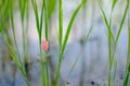 Green rice farm with eggs snail Royalty Free Stock Photo