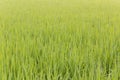 Green rice farm thai Royalty Free Stock Photo