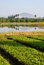 green Rice farm with water