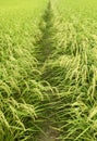 Green rice field Royalty Free Stock Photo