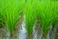 Green rice field