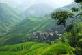 Green rice field