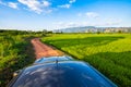 Green rice field along the small dirt road Royalty Free Stock Photo