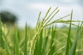 Green rice field background