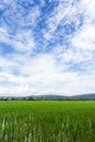 Green rice field with beauty sky in Thailand