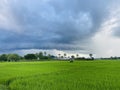 Green Rice Field with big clound