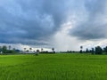 Green Rice Field with big clound