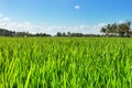 Green rice field with blue sky Royalty Free Stock Photo
