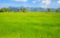 Green rice field with blue sky Royalty Free Stock Photo