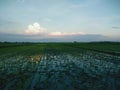 Green rice field and blue sky in afternoon in countryside Royalty Free Stock Photo