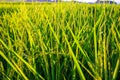 Green rice field with blue sky, natural background.