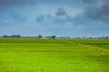 Green rice field and carst mounains. Hoi An, Vietnam. Royalty Free Stock Photo