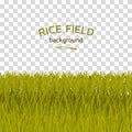 Green rice field on checkered background