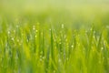 Green Rice Field Close Up