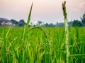 Green rice field