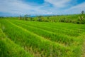 Green rice field close up. Rice in water on rice terraces, Ubud, Bali, Indonesia