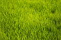 Green rice field Royalty Free Stock Photo