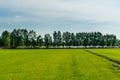 Green rice field in countryside area in Thailand Royalty Free Stock Photo