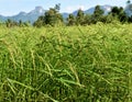 Green rice field crops with bunch of seeds