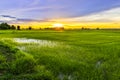 Green rice field at sunset, countryside of Thailand Royalty Free Stock Photo