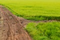 Green rice field with dirt road. Royalty Free Stock Photo